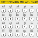 primaryfirst_molar_kit_detail2-1.png