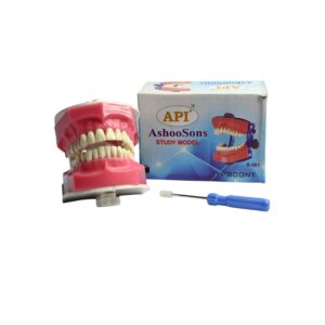 Api Jaw Set And Teeth B-561